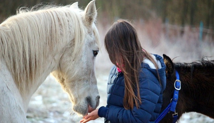 Pferd erkennt menschliche Emotionen