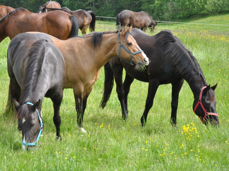 Pferde einstellen im Mühlviertel nahe Linz am Pferdehof Pammer in Gramastetten
